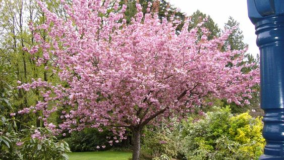 Un árbol sano es la base para unas frutas abundantes y sabrosas. Solo debemos aplicar estos pasos en primavera para luego disfrutarlas.