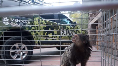 Rescataron a un mono tití víctima del tráfico ilegal en Chacras de Coria