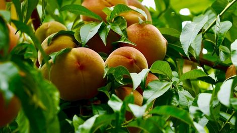 Los Andes | La provincia es la principal productora de durazno para industria, y en los últimos años viene apostando por nuevas variedades y sistemas de cultivo intensivos. / Imagen: gentileza Innovafruit.