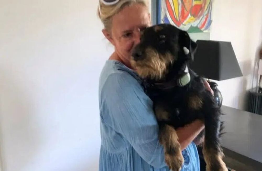 Pablo, el Jagdterrier de 2 años que recorrió 380 km para volver con sus dueños luego de haberse perdido.