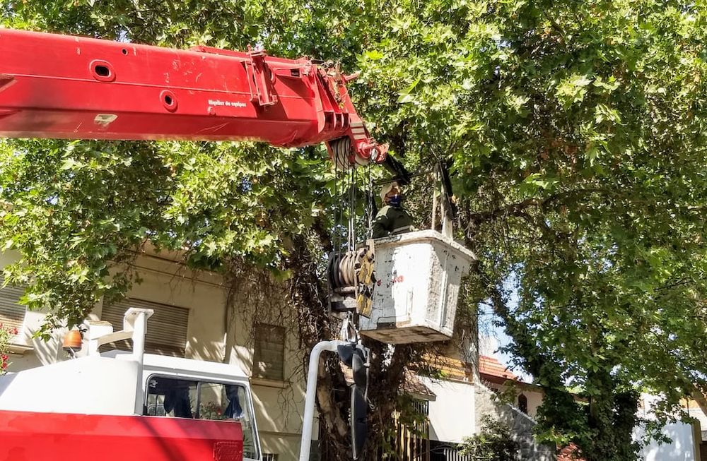 Así continúa el cronograma de arbolado y bacheo en la Ciudad