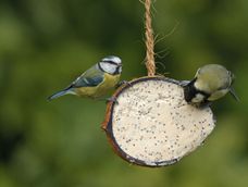Cuidar el bienestar de estos pájaros significa ofrecer alimentos adecuados, mantener la limpieza y respetar sus comportamientos naturales.