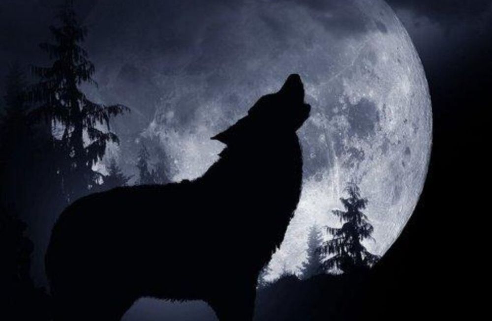 La luna llena o plenilunio se puede observar desde la puesta del sol hasta el amanecer y alcanza el punto de mayor altitud a la medianoche.