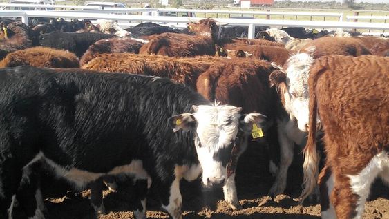 Expoagro 2020: qué precios se pagaron por la hacienda en el remate online