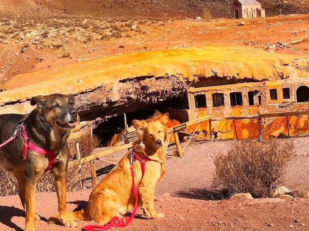 Chiqui y Foxy de paseo por Puente del Inca. | Foto: Instagram @perros.viajeros.arg