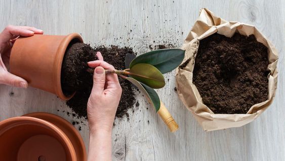 Aprovechá estas tardes templadas para pasar tus helechos y plantas de hoja a macetas de mayor tamaño. La tierra debe ser “para plantas de interior”: con mucho palito y materia orgánica.