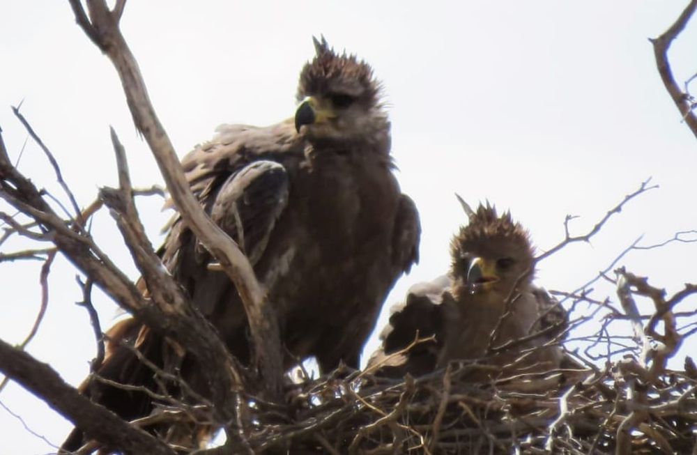 Video: necesitaba ir al baño, se adentró en el campo y encontró un animal en peligro de extinción. Foto: Adrián Gorrindo - Departamento de Fauna Silvestre de Mendoza.