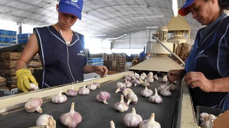 Alivio a productores: extienden el arancel al ajo chino en Brasil
