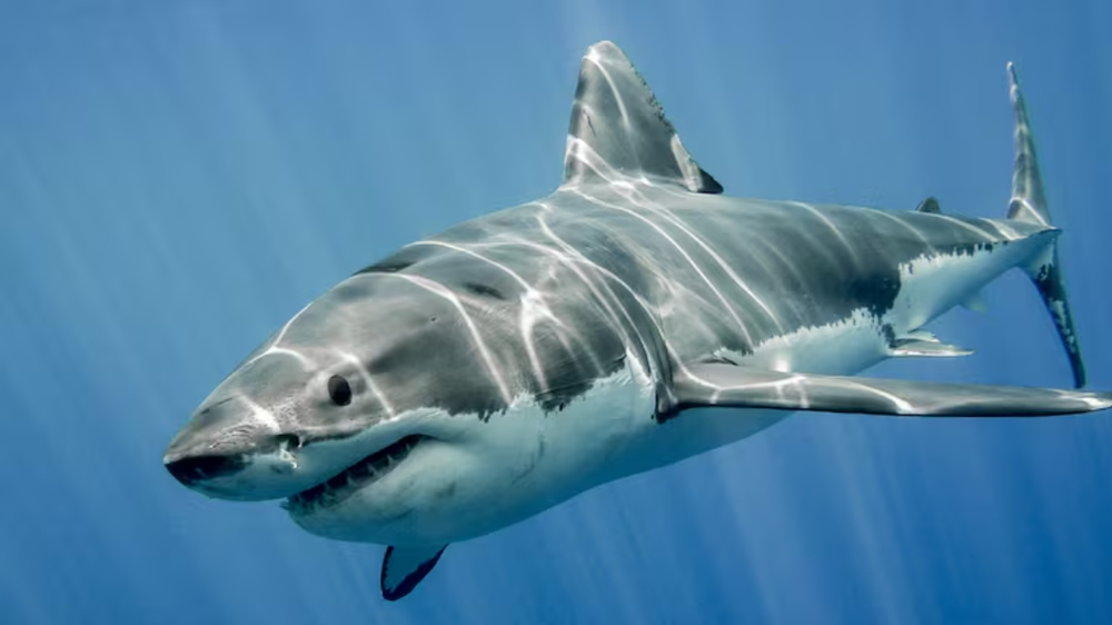 Contender es un tiburón gigante del Atlántico.&nbsp;