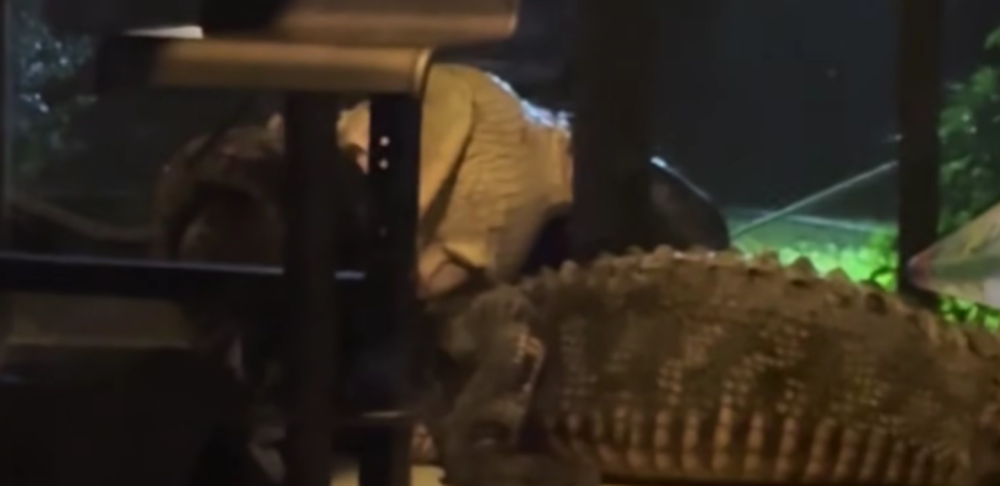 Creyó que estaban intentando robarle y descubrió una pelea de caimanes&nbsp;