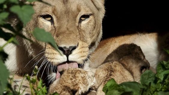 Una leona lame a uno de sus cachorros recién nacidos en el Zoo de Aalborg, Dinamarca, en una imagen de archivo.&nbsp;