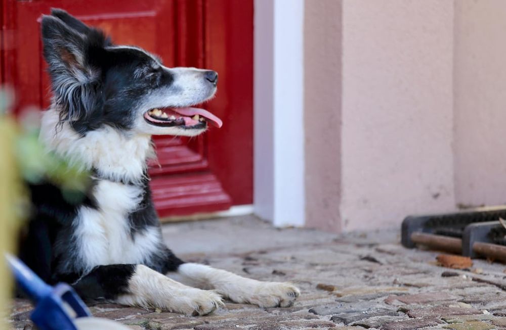 Las tres razas de perros más difíciles de entrenar