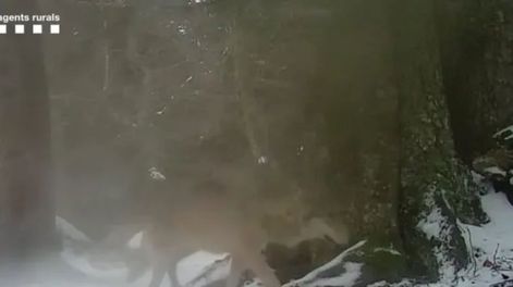 Imagen captada por una cámara de fototrampeo del lobo documentado en Vilaller.