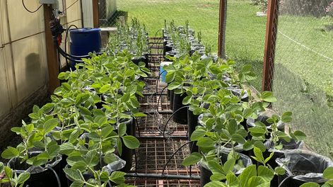 Invernáculo con plantas de soja y arveja en un sistema controlado y automático de riego