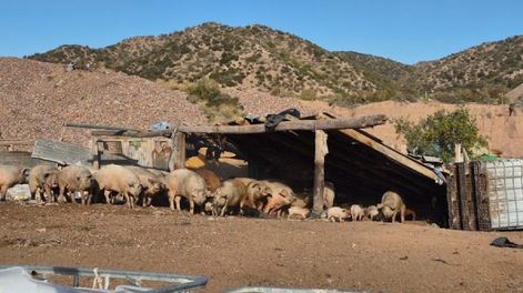 Operativo en un criadero clandestino de Luján de Cuyo: 70 animales rescatados