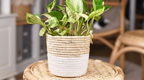 Esta planta trabaja de manera constante y silenciosa mientras está ubicada en un lugar adecuado y con acceso a luz natural indirecta.