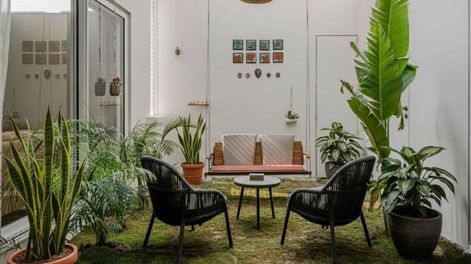 Estas especies de plantas son funcionales, decorativas y resistentes en patios internos.