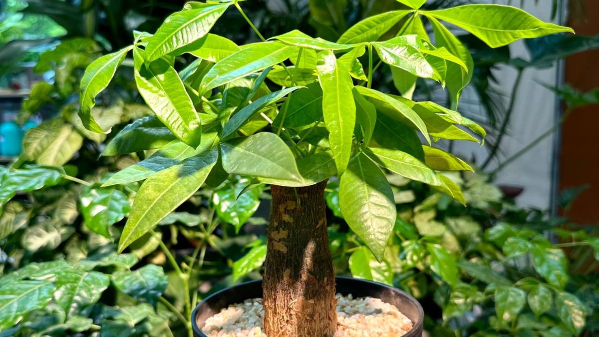 Los expertos coinciden: este es el árbol más recomendado para plantar en casa y tener frutos todo el año