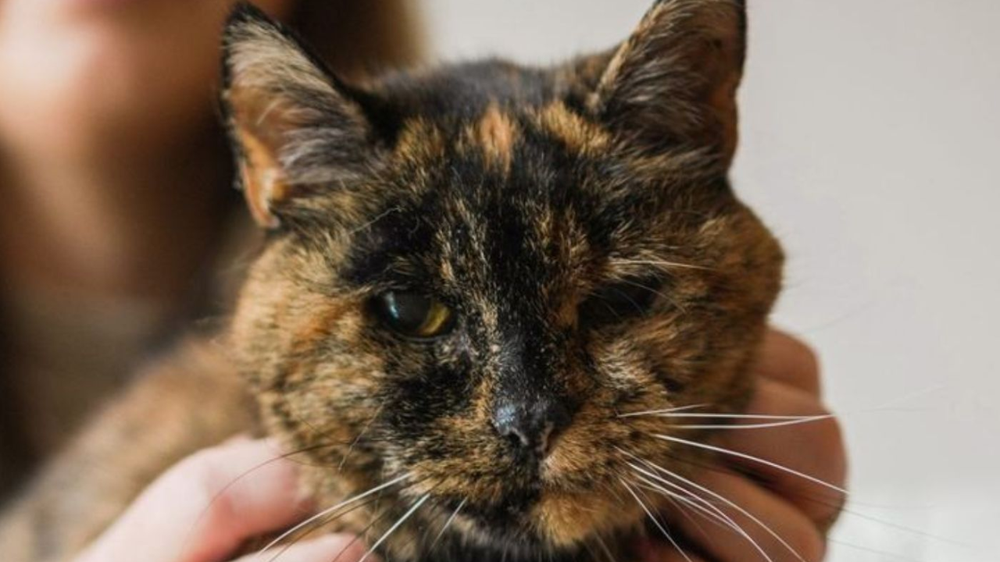 Flossie, la gata de 30 años que es récord mundial: su increíble historia de supervivencia y amor