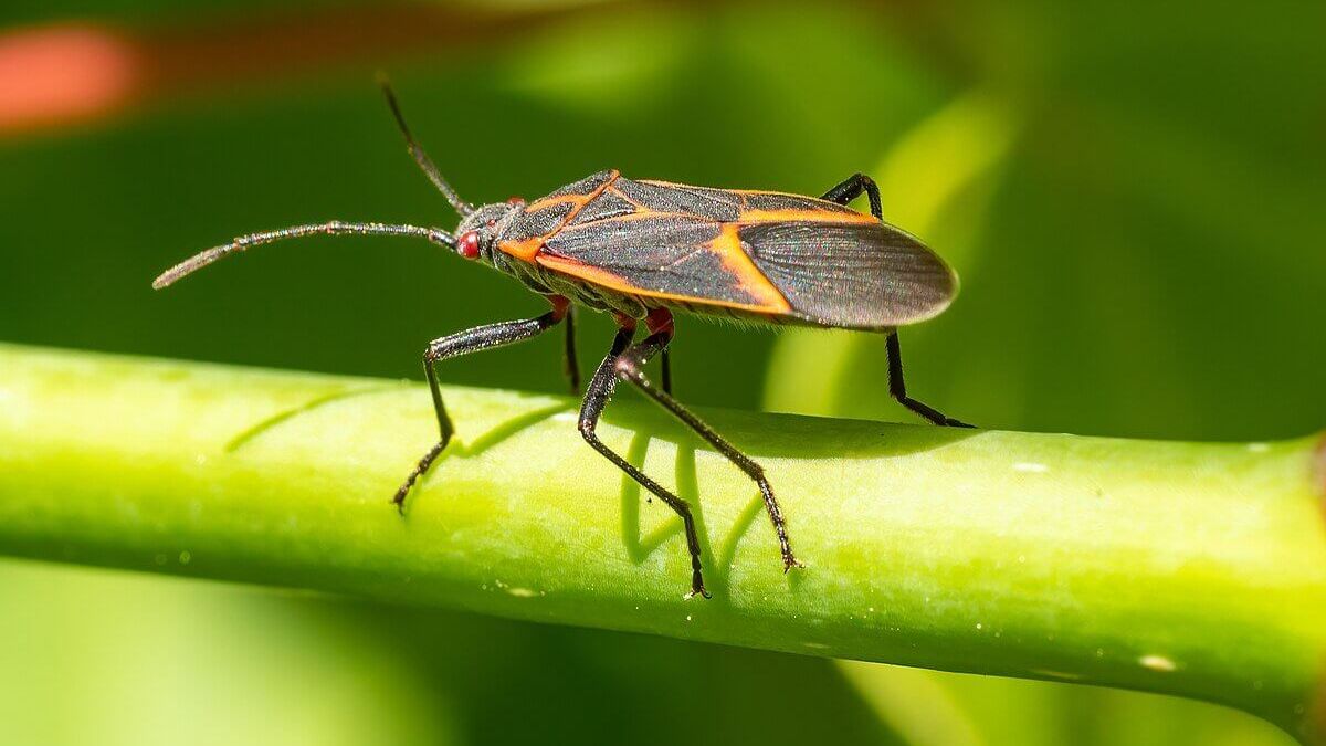 ¿Son vinchucas?: insectos invaden viviendas y preocupan a los mendocinos: cómo combatirlos