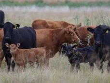 Abigeato en Mendoza: Productores denuncian robos semanales de ganado, afectando la economía rural.