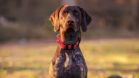 Este collar es retirado del mercado europeo por una serie de irregularidades.&nbsp;