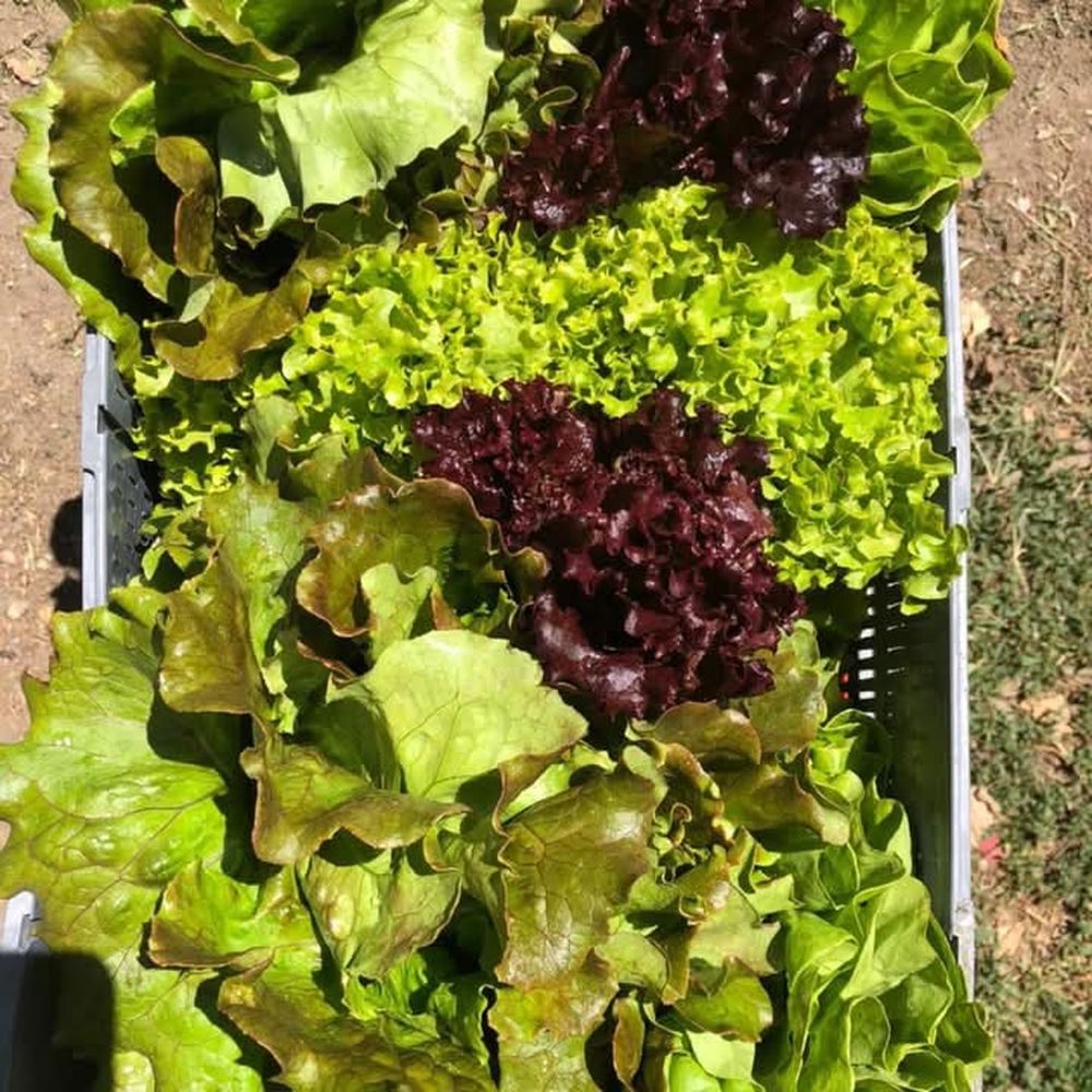 Frutas y verduras de estación.&nbsp;