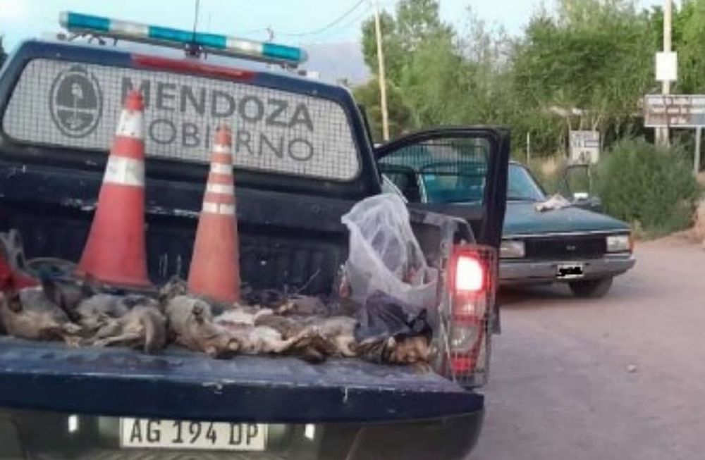 Cuatro personas detenidas con un bolso con vizcachas muertas en San Carlos.