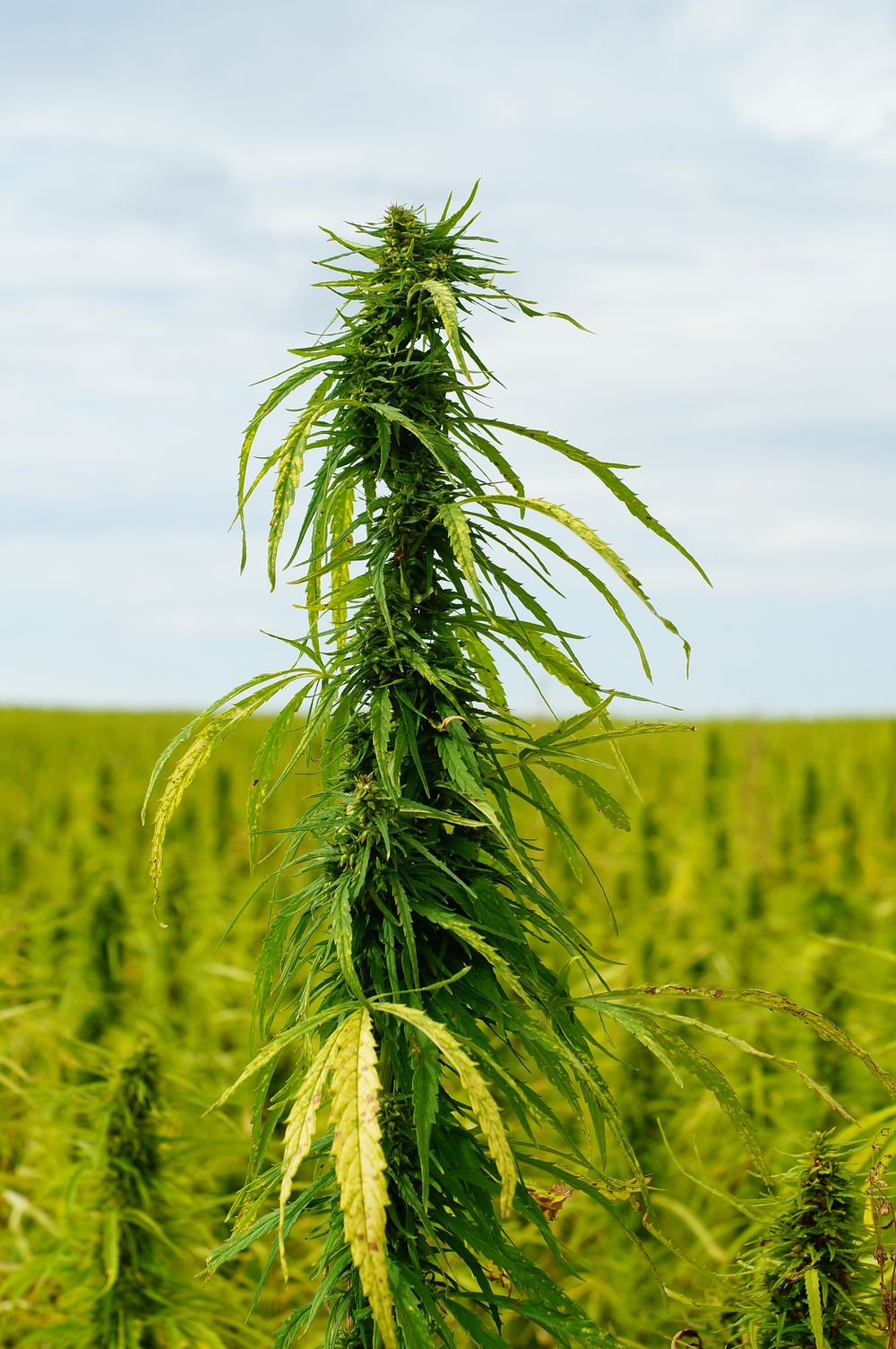 Cannabis medicinal y cáñamo: Mendoza quiere su propio registro para usuarios y productores. Foto: Freepik.es