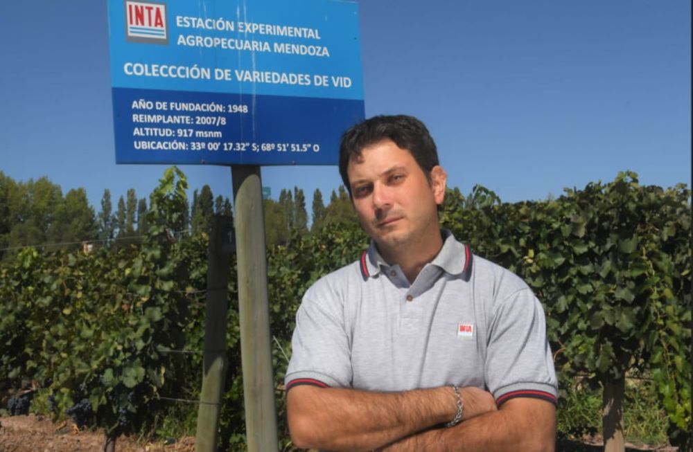 Gustavo Aliquó: “La Peronóspora se da donde está presente el inóculo”