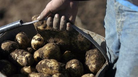 Los Andes | Por diversos factores, los rindes de la temporada pasada fueron más bajos y, por el aumento de los costos, varios productores reducirán la superficie sembrada con papa