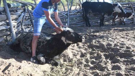 Gustavo Gonzalez de un puesto del paraje El cavadito en el corral con una vaca que murió por la falta de pasturas y agua. Foto: José Gutiérrez / Los Andes