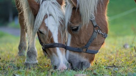 La variante de encefalomielitis equina detectada en Mendoza es la menos letal. El brote ha sido notificado en La Dormida, Santa Rosa (Imagen ilustrativa).