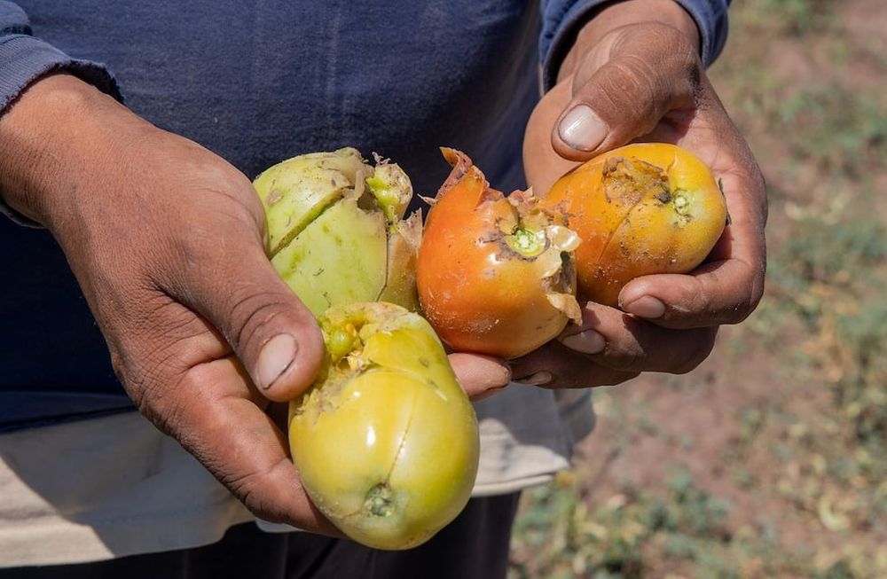 El granizo ocasionó daños en la producción agrícola en Mendoza, especialmente en la zona Este.
