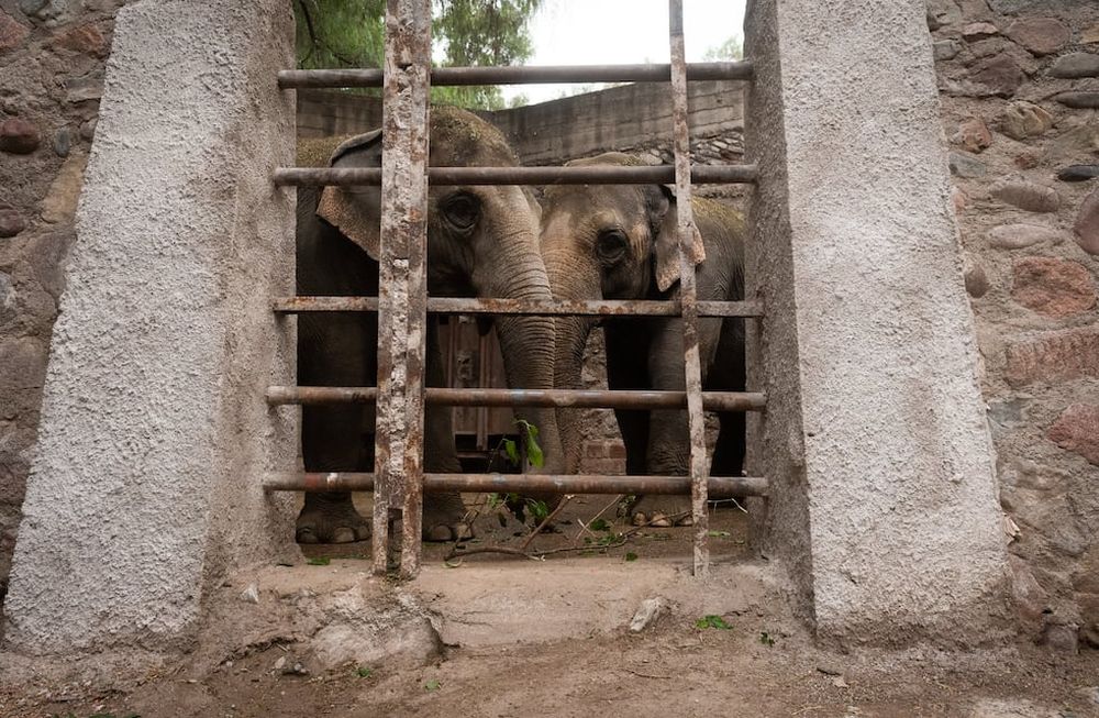 Desde hace meses “Pocha” y su hija “Guillermina” son entrenadas para acomodarse en los recintos donde realizarán el viaje, ahora teñido de incertidumbre. Foto: Ignacio Blanco / Los Andes