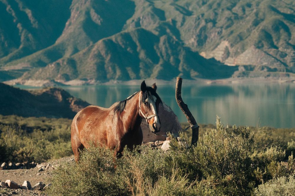 09_Cantos-Caballos
