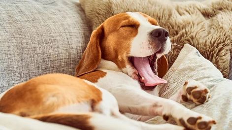 Esta es la razón de las poses en la que los perros duermen. (Web).