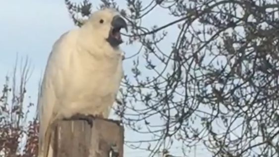 Una cacatúa que grita como dinosaurio se hizo viral