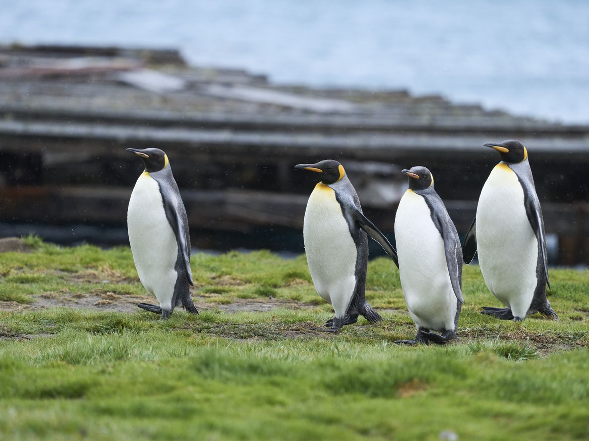 Secretos de los pingüinos: misterios, interrogantes y curiosidades de la especie que conquistó el Hemisferio Sur. Foto: Gentileza National Geographic