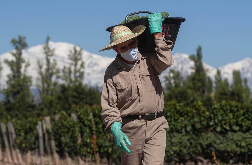 Durante la pandemia, la elaboración de vinos y el consumo interno y externo aumentaron, lo cual permitió incrementar el volumen de ventas -aunque no los valores- y mantener los puestos de trabajo.
