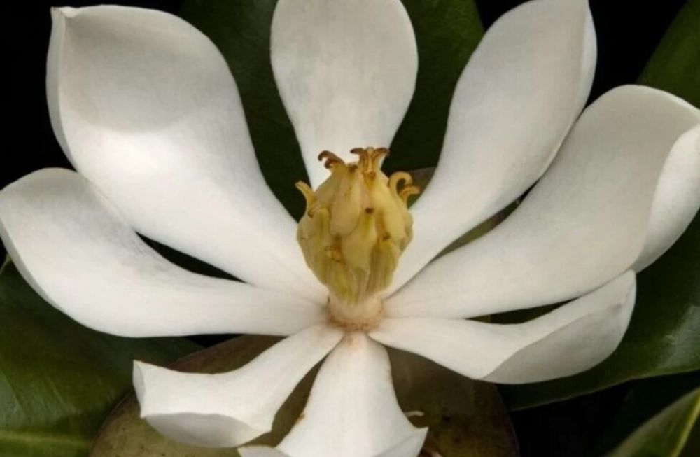 El ejemplar no se había visto desde 1925, debido a la deforestación de los bosques nativos donde crecía. Una expedición de conservacionistas descubrió 16 árboles en flor en una zona montañosa.