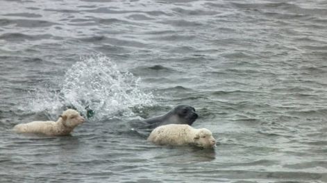 Fueron vistos nadando un lobo marino y dos ovejas. Foto: Seba Pérez Astutti / Twitter