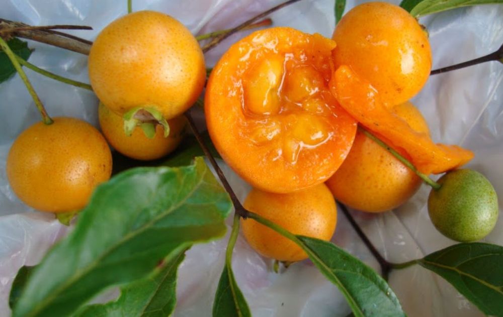 La guabiroba es nutritiva y presenta potenciales beneficios para el organismo.