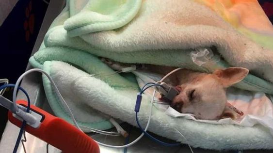 Pinky recibió graves heridas cuando intentó defender su casa de unos ladrones que querían entrar a robar. Gentileza: AM.