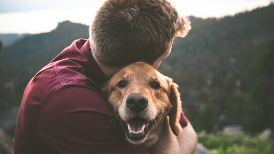 ¿cual raza de perro serias segun tu fecha de nacimiento?