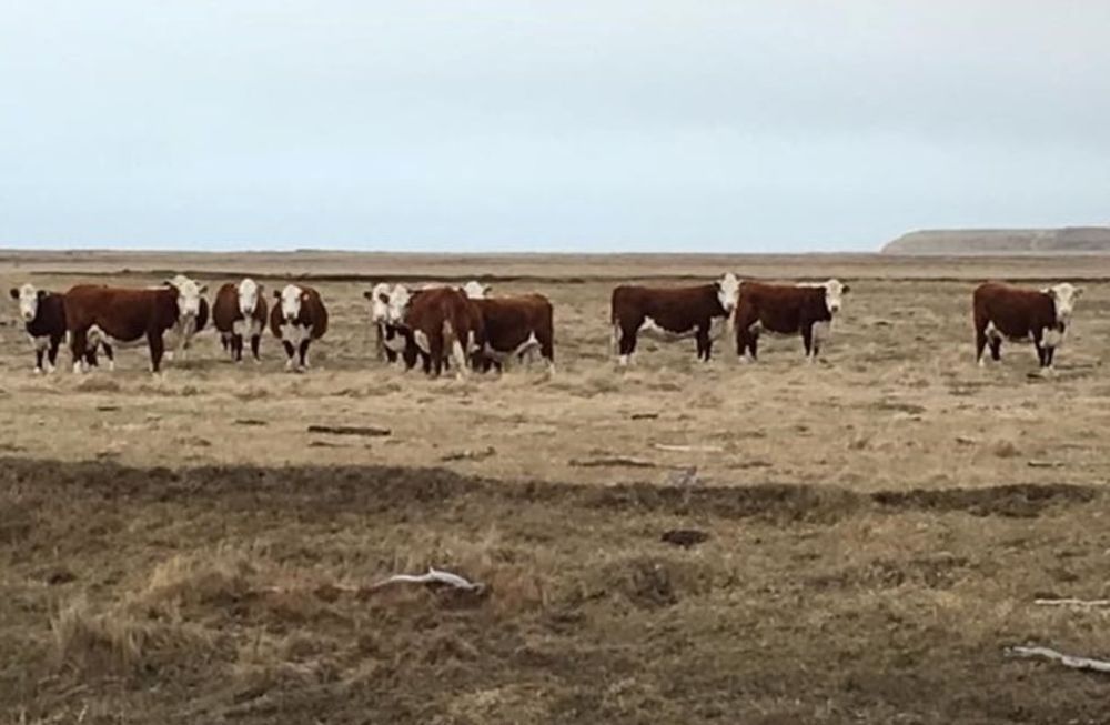 Preocupa la posible revisión de la barrera sanitaria del río Colorado