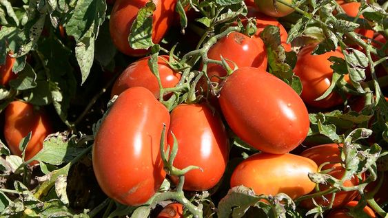 Para invertir en tomate el análisis del IDR contempla una inversión en una chacra de 20 hectáreas en Tunuyán. Foto: Orlando Pelichotti / Los Andes