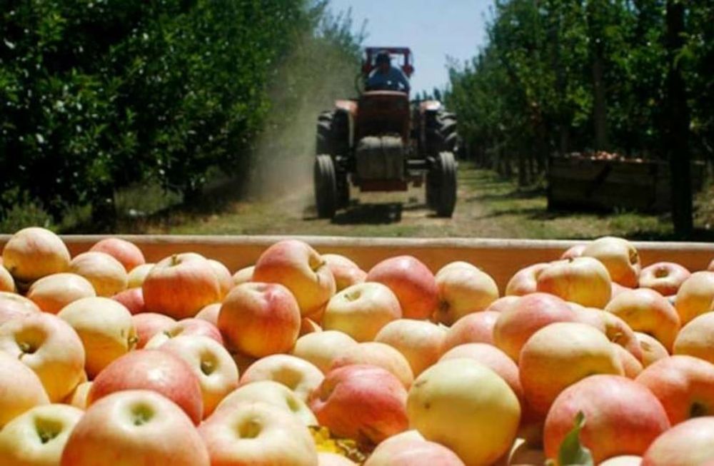 En qué consiste el programa de asistencia a la producción de peras y manzanas