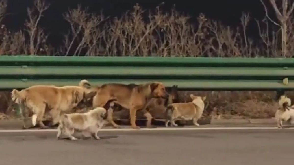 Por qué 7 perros recorrieron 17 km: la verdadera historia detrás del video viral que emocionó a todos