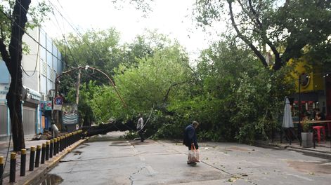 La necesidad de reformar la ley de arbolado público se origina en los trastornos que genera cada tormenta.